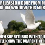 Doves | I RELEASED A DOVE FROM MY BATHROOM WINDOW THIS MORNING. WHEN SHE RETURNS WITH TOILET PAPER I'LL KNOW THE QUARENTINE IS OVER. | image tagged in doves | made w/ Imgflip meme maker