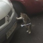 Cat Repairman Is Shocked meme
