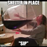 Wine Drinker | SHELTER IN PLACE "SIP" | image tagged in wine drinker | made w/ Imgflip meme maker