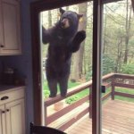 Bear looking in window meme