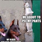Cats hiding | PLAYING HIDE AND SEEK; ME ABOUT TO PEE MY PANTS; MY OLDER SIBLINGS PRETENDING THEY DONT SEE ME | image tagged in cats hiding | made w/ Imgflip meme maker