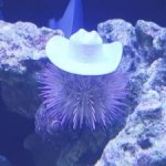 cowboy sea urchin