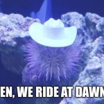 cowboy sea urchin | MEN, WE RIDE AT DAWN!! | image tagged in cowboy sea urchin | made w/ Imgflip meme maker