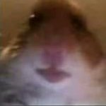 hamster
