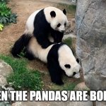 pandas | EVEN THE PANDAS ARE BORED | image tagged in pandas | made w/ Imgflip meme maker