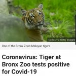 Covid tiger