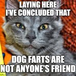 Dog farts are good for no one. | LAYING HERE I'VE CONCLUDED THAT; DOG FARTS ARE NOT ANYONE'S FRIEND | image tagged in disbelief or panic - gray cat,dogs,pets,smells,atomic farts | made w/ Imgflip meme maker