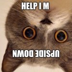 the cat | HELP I M; UPSIDE DOWN | image tagged in the cat | made w/ Imgflip meme maker