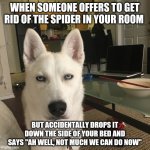 Not Impressed Dog | WHEN SOMEONE OFFERS TO GET RID OF THE SPIDER IN YOUR ROOM; BUT ACCIDENTALLY DROPS IT DOWN THE SIDE OF YOUR BED AND SAYS "AH WELL, NOT MUCH WE CAN DO NOW" | image tagged in not impressed dog | made w/ Imgflip meme maker