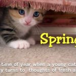 Spring kitty