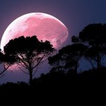 Pink super moon