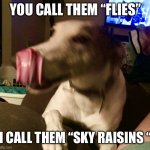 Tippi | YOU CALL THEM “FLIES”; I CALL THEM “SKY RAISINS “ | image tagged in tippi | made w/ Imgflip meme maker