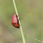 Orange Beetle