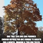 Trees = Oxygen | ONE TREE THIS BIG CAN PRODUCE ENOUGH OXYGEN FOR ONE HUMAN TO BREATH FOR A MONTH...IMAGINE A TRILLION TREES! | image tagged in gifs,trees,oxygen,trillion | made w/ Imgflip video-to-gif maker