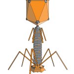 Bacteriophage