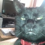 Black cat selfie