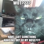 Black cat selfie | WOT???? HAVE I GOT SOMETHING HANGING OUT OF MY NOSE??? | image tagged in black cat selfie | made w/ Imgflip meme maker