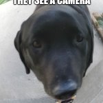 Helo | NOBODY: DOG WHEN THEY SEE A CAMERA; GREETINGS! | image tagged in helo | made w/ Imgflip meme maker