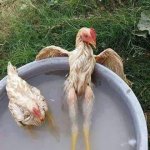 Chicken chilling meme