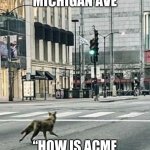 Coyote on Michigan Ave | COYOTE ON MICHIGAN AVE; “HOW IS ACME NOT AN ESSENTIAL BIZ?” | image tagged in coyote on michigan ave | made w/ Imgflip meme maker