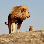 Lion and cub