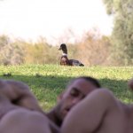 Duck porn meme