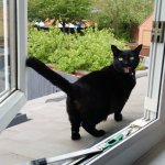 cat meme