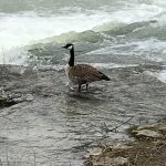 Suicidal goose