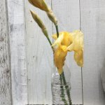 Yellow Gladiola | NO MATTER HOW RICH OR POOR WE ARE... ...WE’LL ALWAYS BE RICH IN LOVE | image tagged in yellow gladiola | made w/ Imgflip meme maker