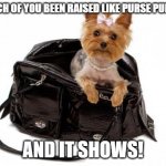 Purse Puppy | A BUNCH OF YOU BEEN RAISED LIKE PURSE PUPPIES... AND IT SHOWS! | image tagged in purse puppy | made w/ Imgflip meme maker