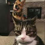 Disgusted cat hates dog