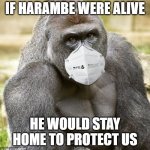What would harambe do? | IF HARAMBE WERE ALIVE; HE WOULD STAY HOME TO PROTECT US | image tagged in harambe,2020,quarantine,coronavirus,lockdown,face mask | made w/ Imgflip meme maker