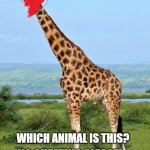 Identify this animal | WHICH ANIMAL IS THIS? NO CHEATING PLEASE! | image tagged in identify this animal | made w/ Imgflip meme maker