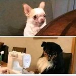 Sewing dog mom