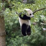 Panda Just hanging around