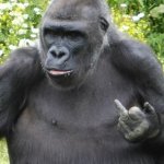 Gorillas learn too much from us meme