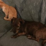 Cat Sitting With Dog