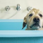 Bathtub Dog