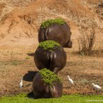 mossy hippos