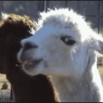 Llama eating GIF Template