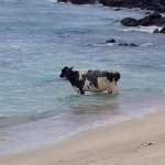 Cow in the ocean