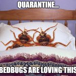 bedbugs in quarantine | QUARANTINE... BEDBUGS ARE LOVING THIS | image tagged in bed bugs actually in bed,bedbugs,bedbug,quarantine,covid-19 | made w/ Imgflip meme maker