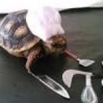 turtle with chef hat