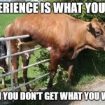 CowStuck | EXPERIENCE IS WHAT YOU GET; WHEN YOU DON'T GET WHAT YOU WANT! | image tagged in cowstuck | made w/ Imgflip meme maker
