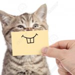 funny cat