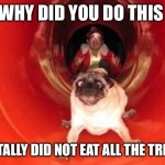 pug wtf | WHY DID YOU DO THIS; I TOTALLY DID NOT EAT ALL THE TREATS | image tagged in pug wtf | made w/ Imgflip meme maker