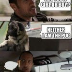 Rock driving Pug | ARE YOU A GIRL OR BOY? NEITHER I AM THE PUG | image tagged in rock driving pug | made w/ Imgflip meme maker