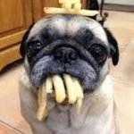 Fries pug | I CAME HOME TO THIS | image tagged in fries pug | made w/ Imgflip meme maker