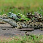 Crocodile Carry Frogs