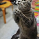 Begging Cat (adorable) | MAY I HAVE SOME; LUNCH NOW MOM | image tagged in begging cat adorable | made w/ Imgflip meme maker